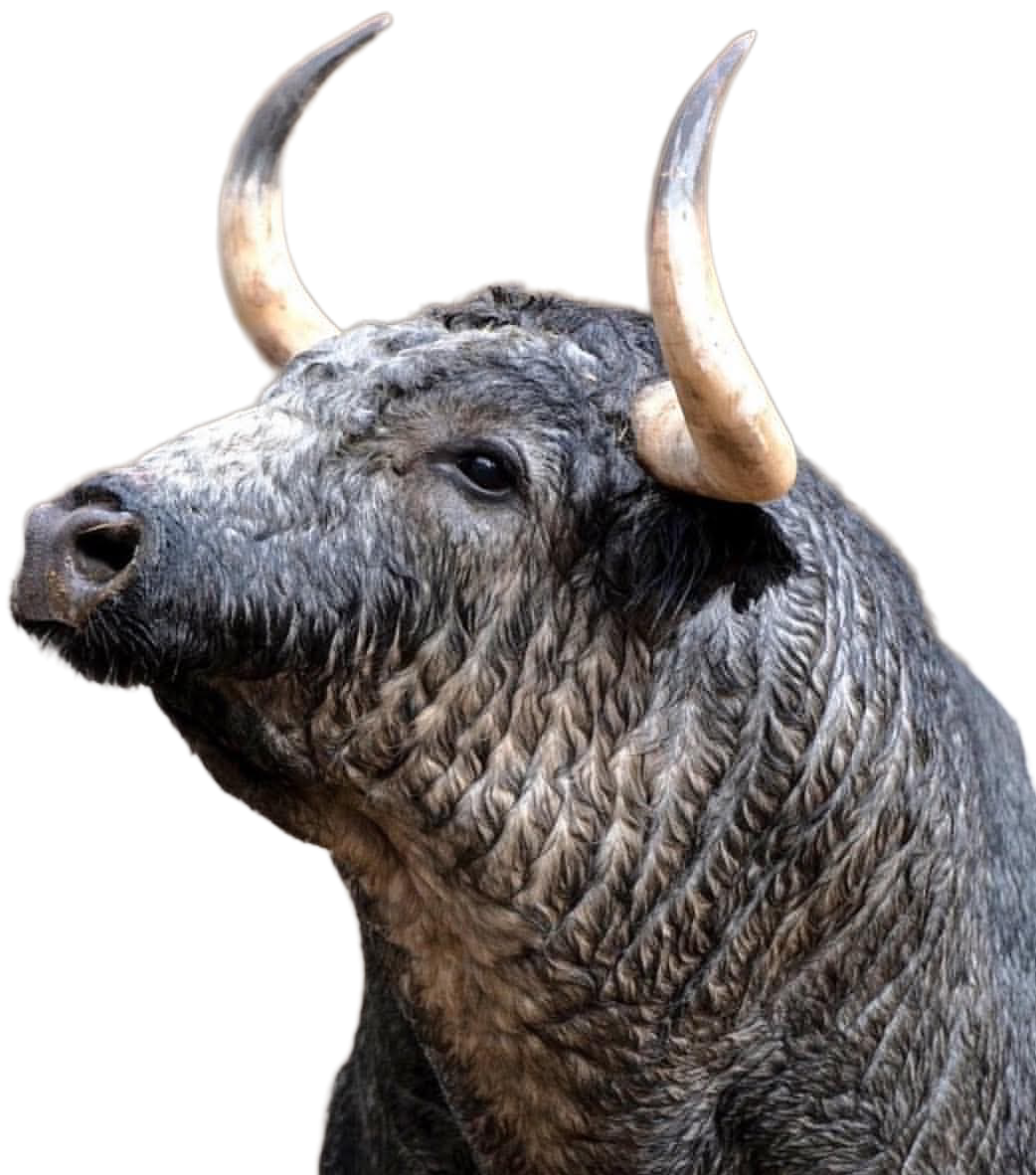 Tauromachie